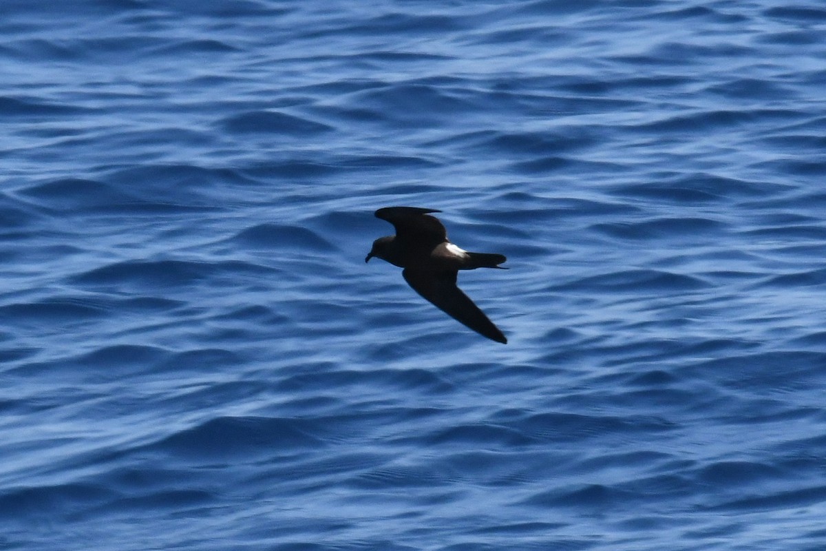 Leach's/Townsend's Storm-Petrel (white-rumped) - ML650471879