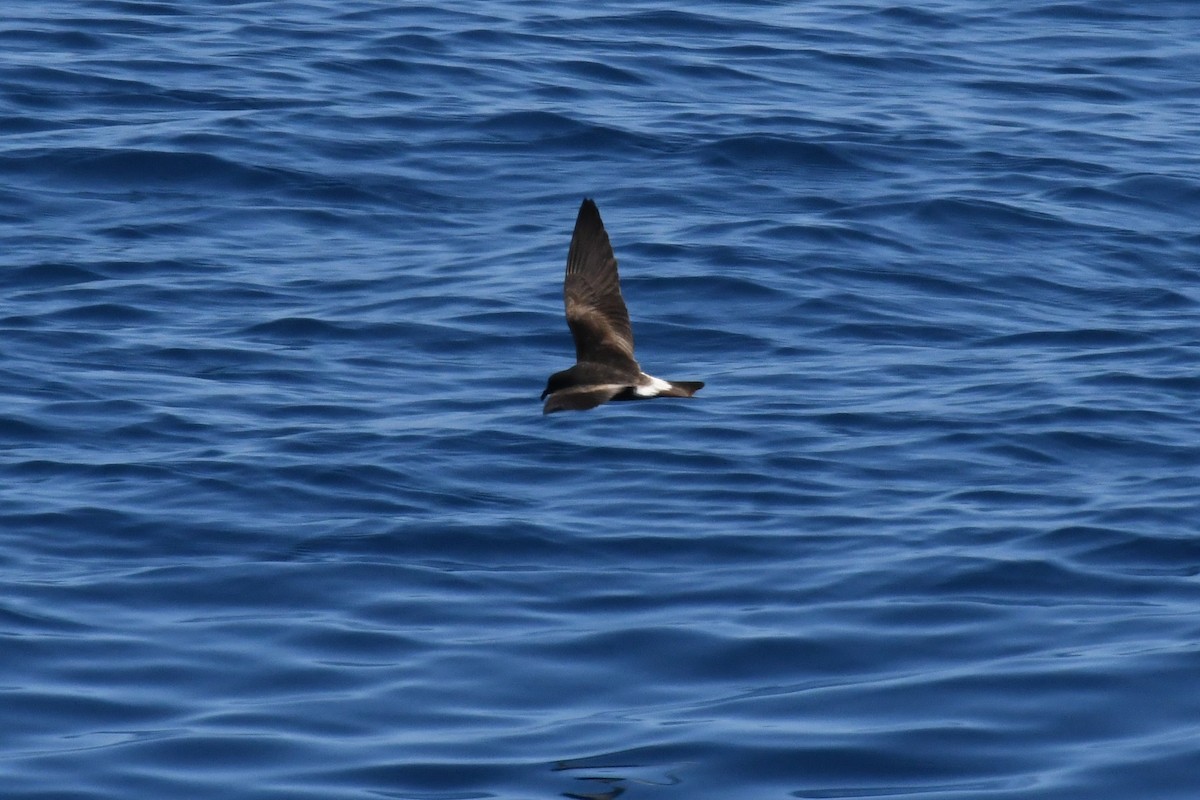 Leach's/Townsend's Storm-Petrel (white-rumped) - ML650471880