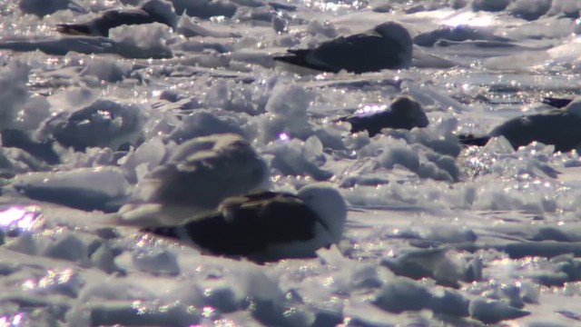 Glaucous Gull - ML650471887