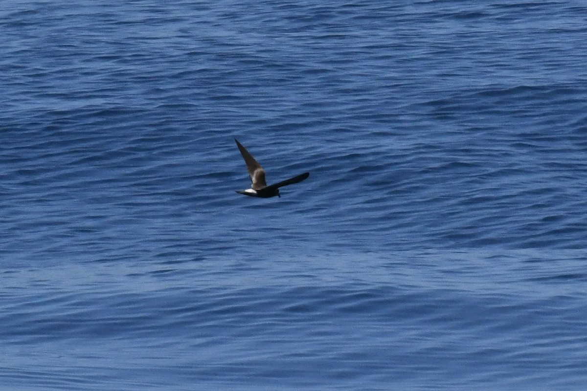 Leach's/Townsend's Storm-Petrel (white-rumped) - ML650471918