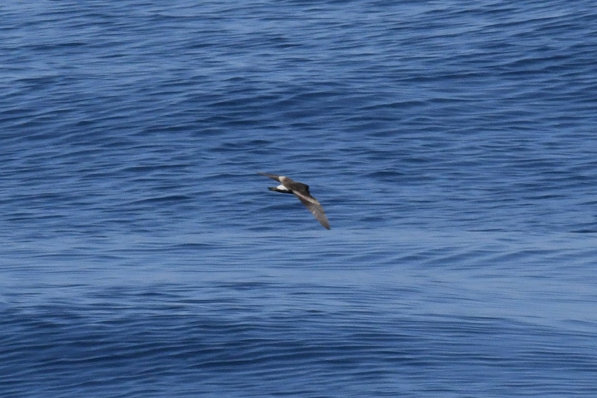 Leach's/Townsend's Storm-Petrel (white-rumped) - ML650471919