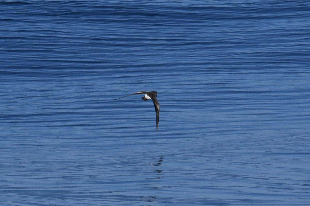 Leach's/Townsend's Storm-Petrel (white-rumped) - ML650471920