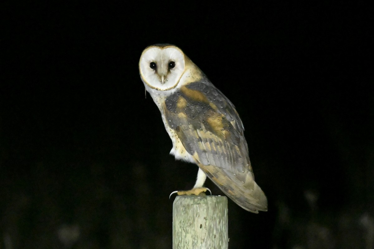 American Barn Owl - ML650471995