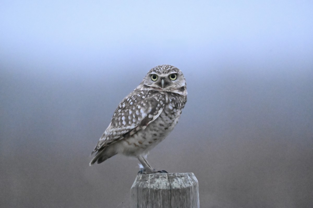 Burrowing Owl - ML650472026