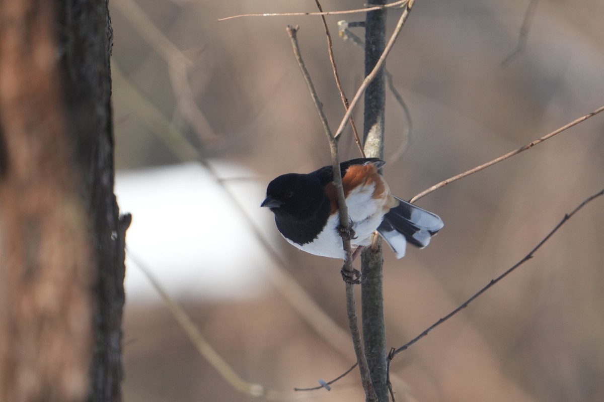 Красноглазый тохи - ML650472200