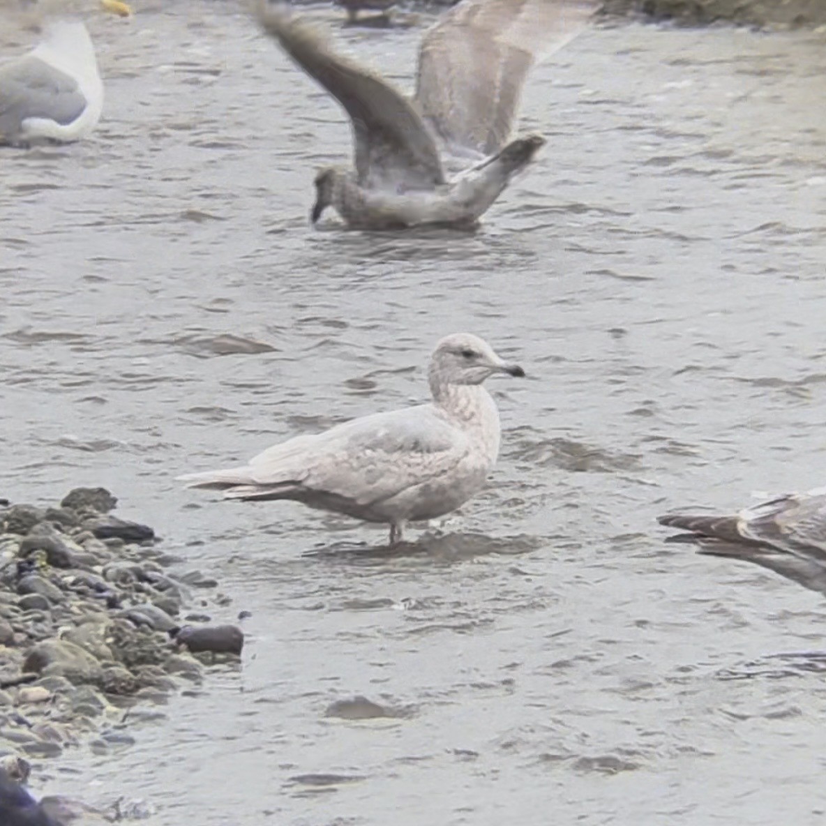 アイスランドカモメ - ML650472289