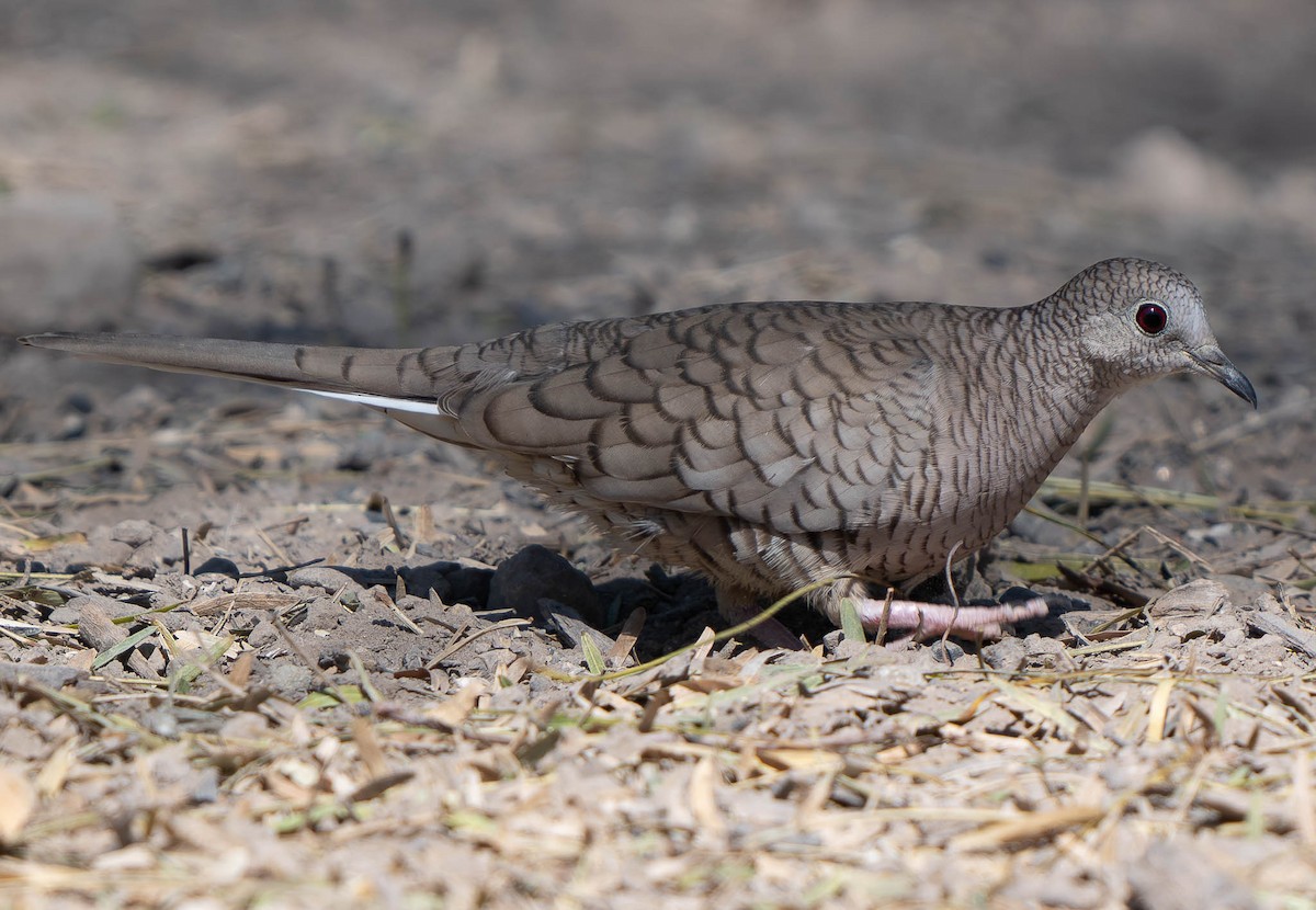 Inca Dove - ML650472380