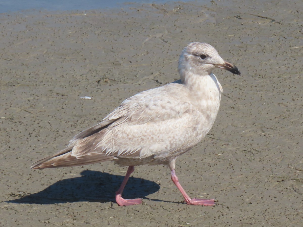 American Herring Gull - ML650472514