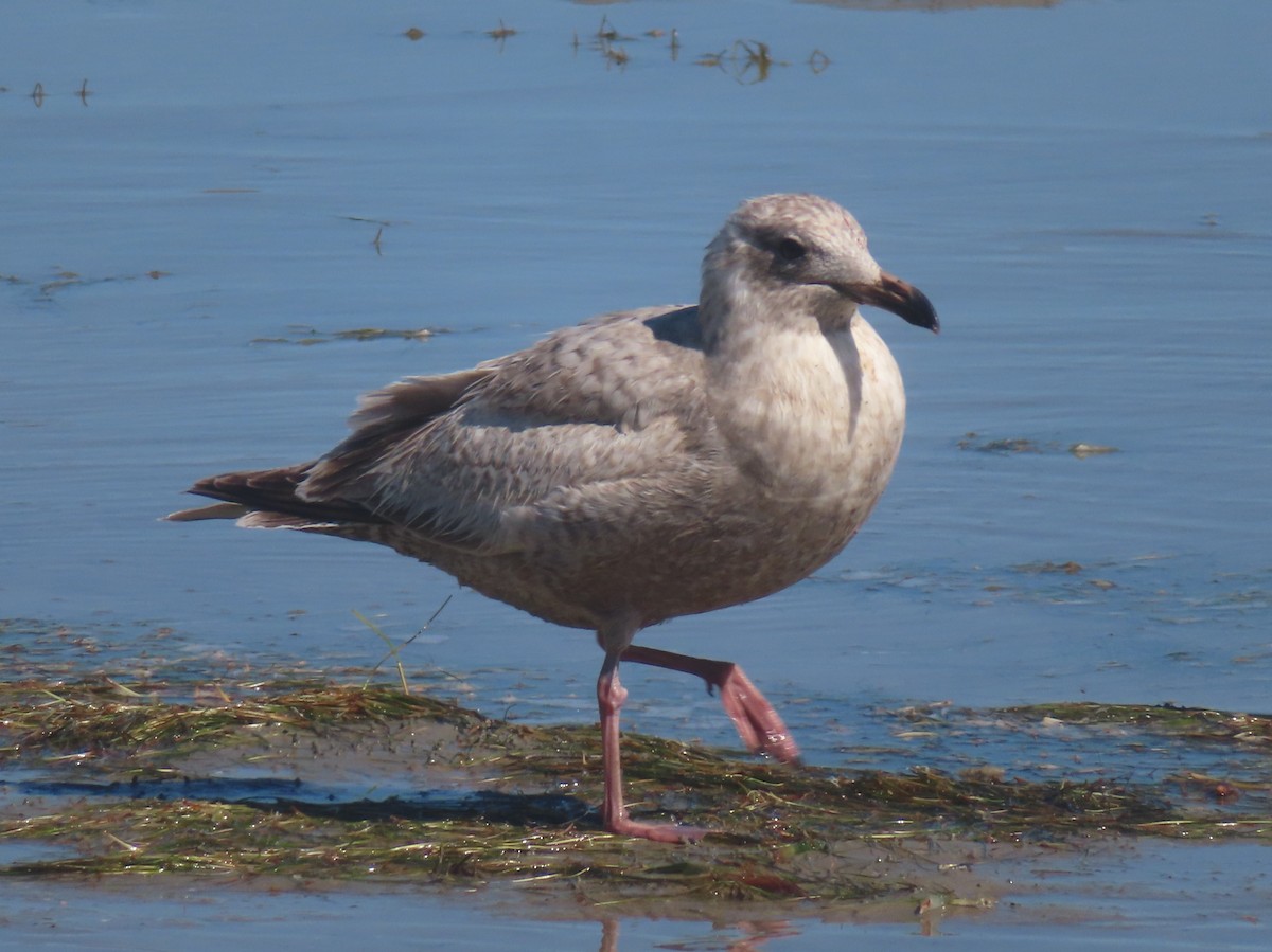 American Herring Gull - ML650472515