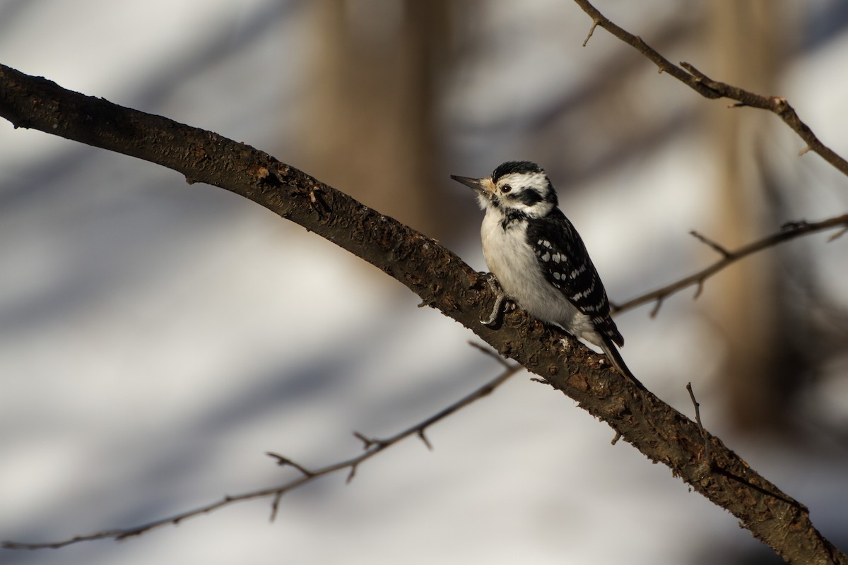 Sert Tüylü Ağaçkakan - ML650472794