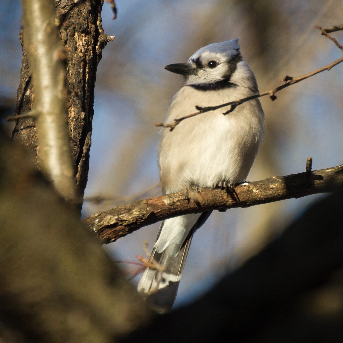 Mavi Karga - ML650472823