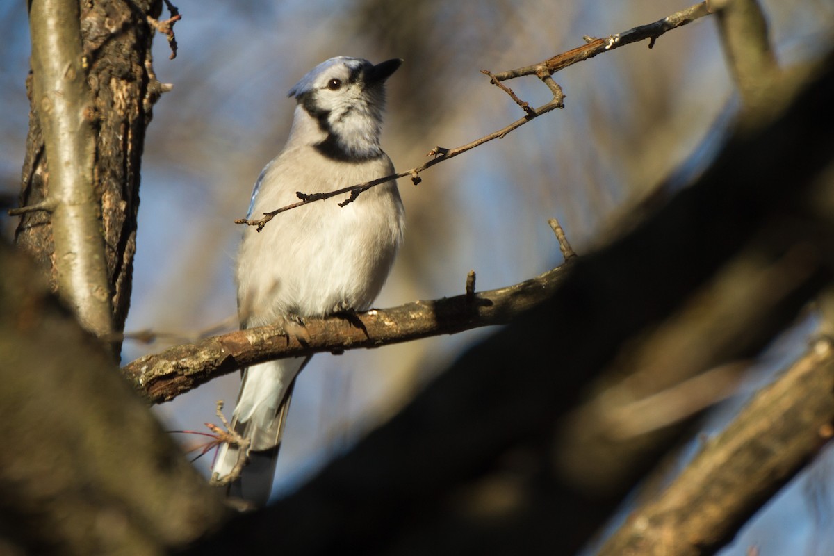 Mavi Karga - ML650472825