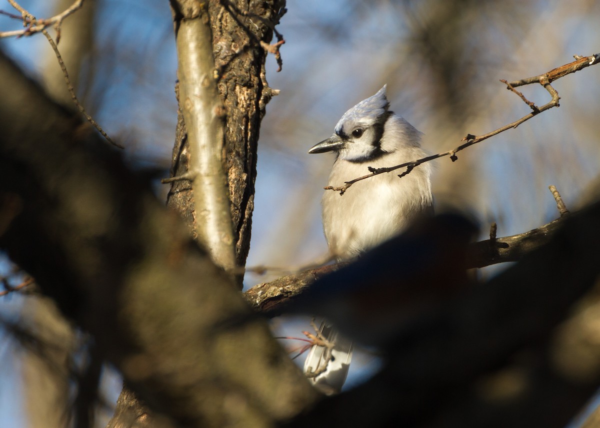 Mavi Karga - ML650472826