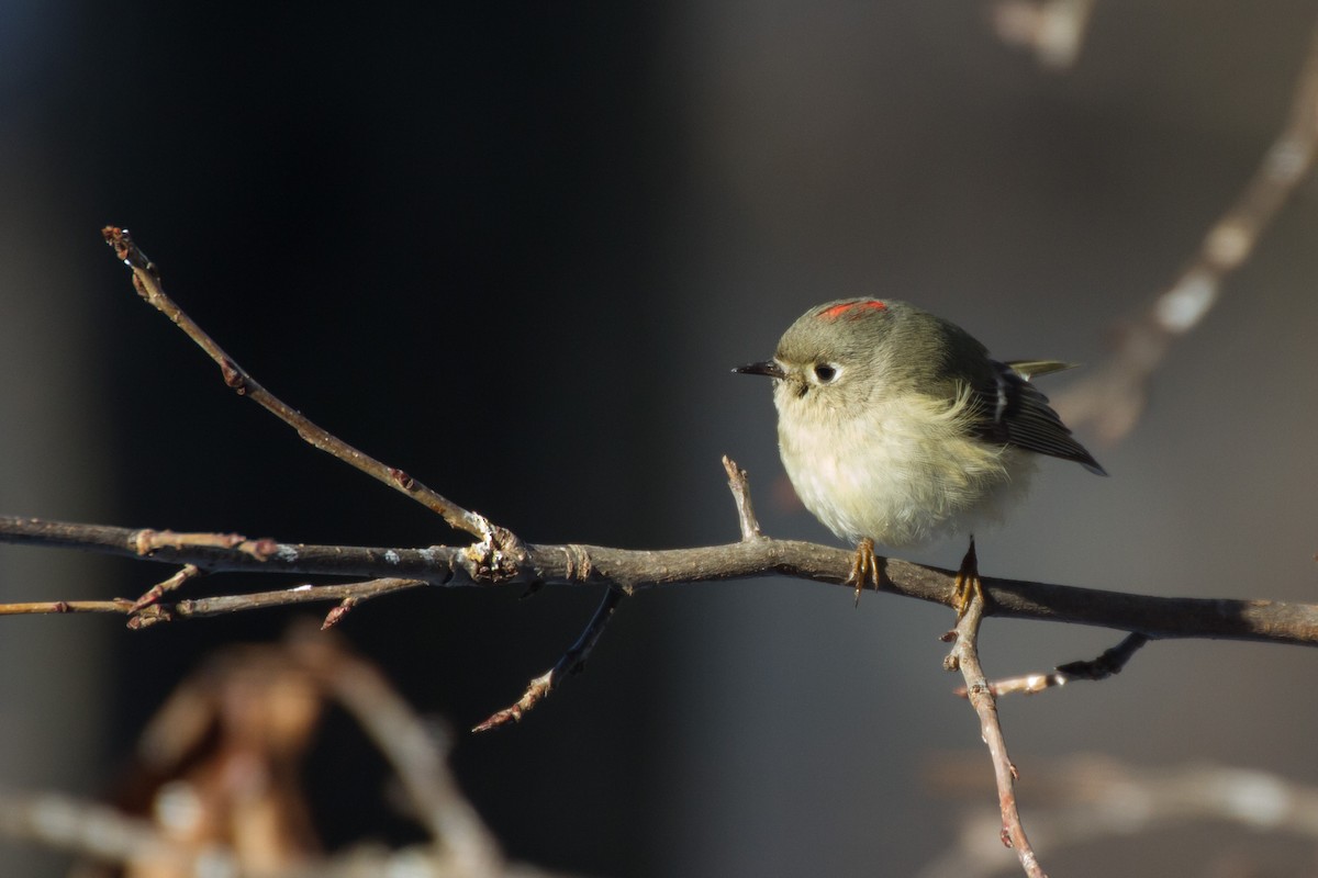 Gözlüklü Çalıkuşu - ML650472833