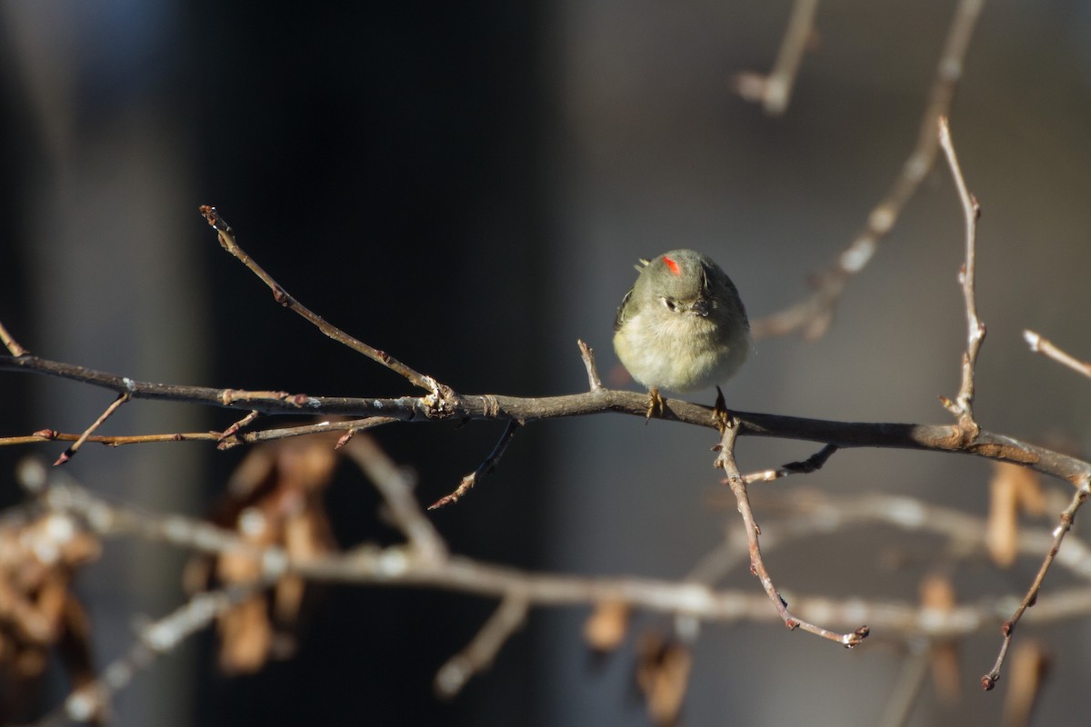 Gözlüklü Çalıkuşu - ML650472834