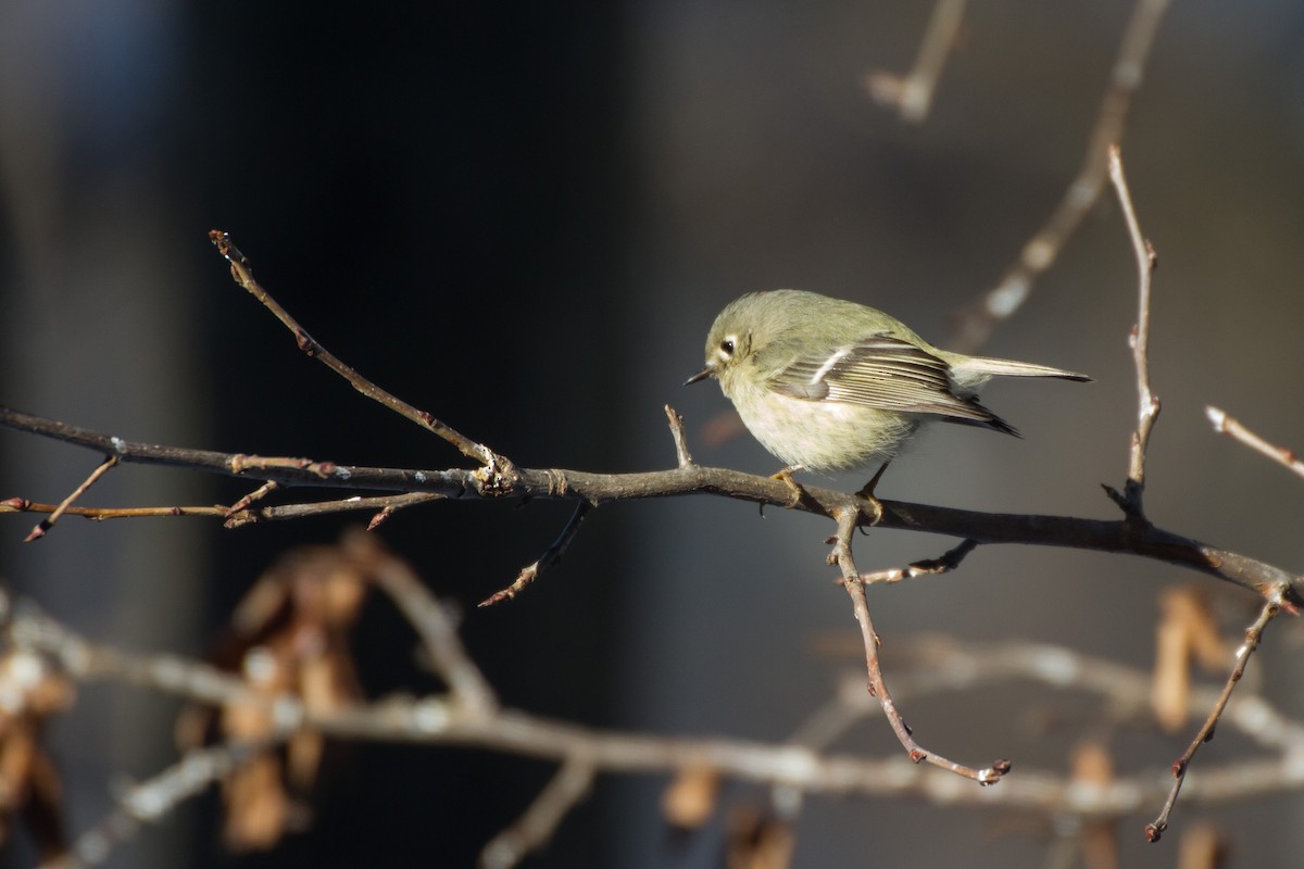 Gözlüklü Çalıkuşu - ML650472835