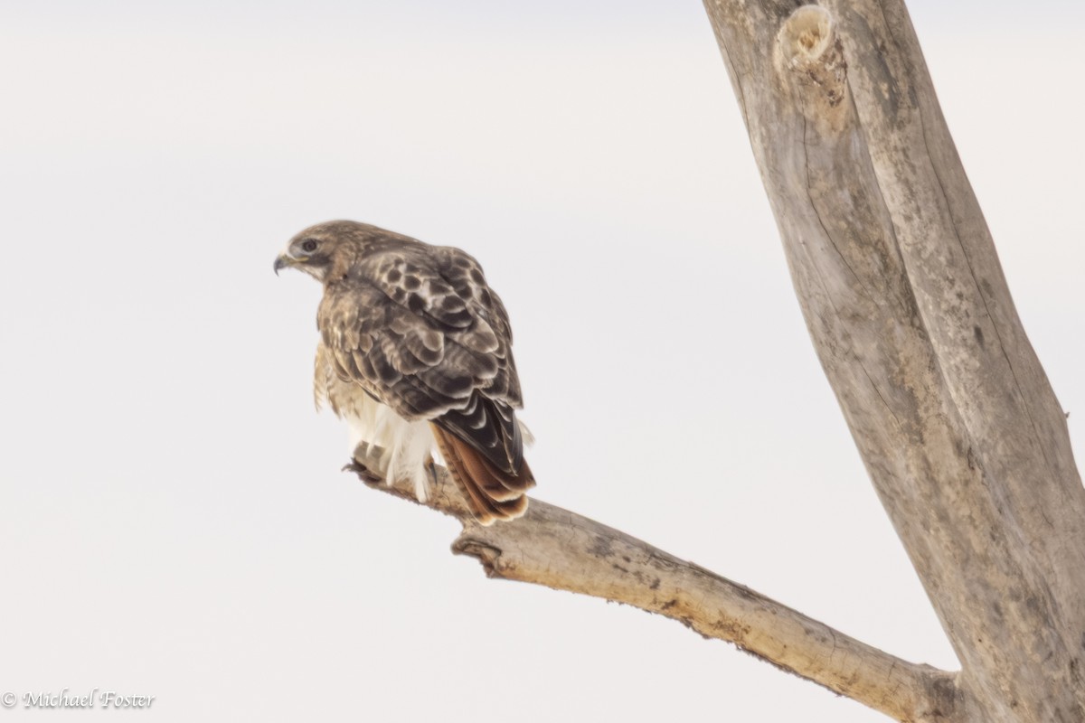 アカオノスリ - ML650472850