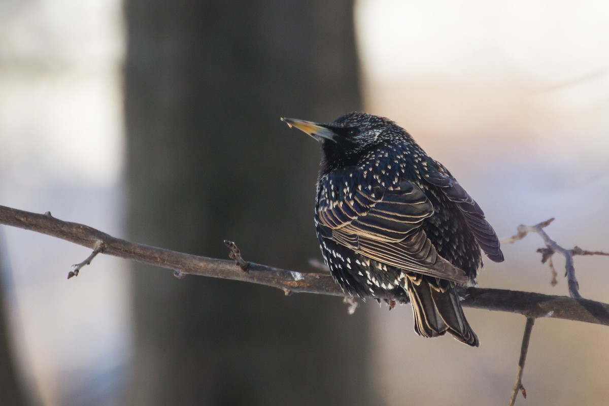 Sığırcık - ML650472861