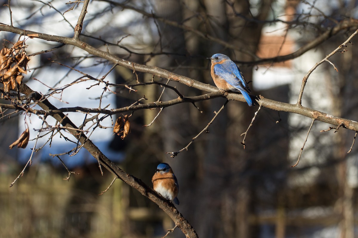 Doğulu Mavi Ardıç - ML650472878