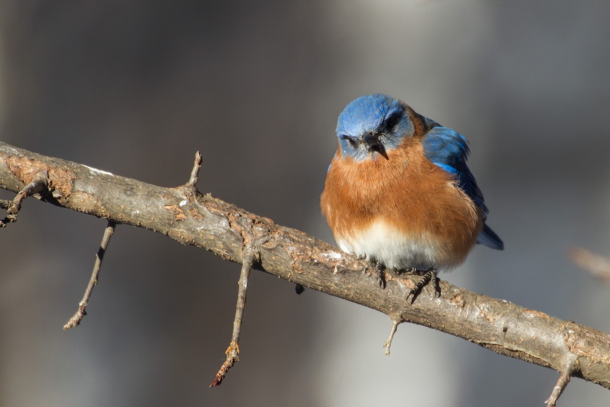 Doğulu Mavi Ardıç - ML650472879