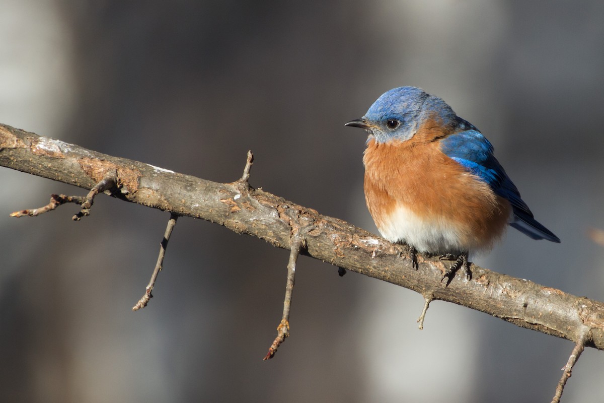 Doğulu Mavi Ardıç - ML650472880