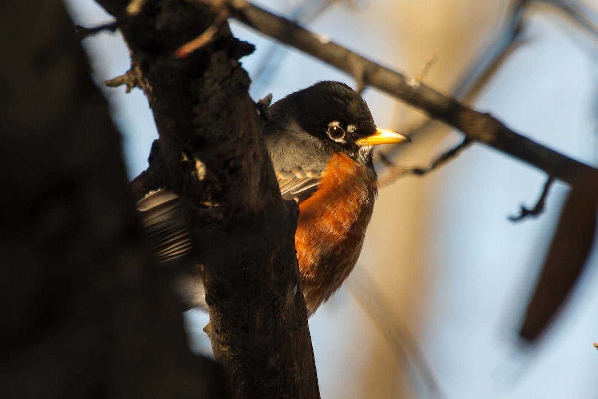 Göçmen Ardıç - ML650472890