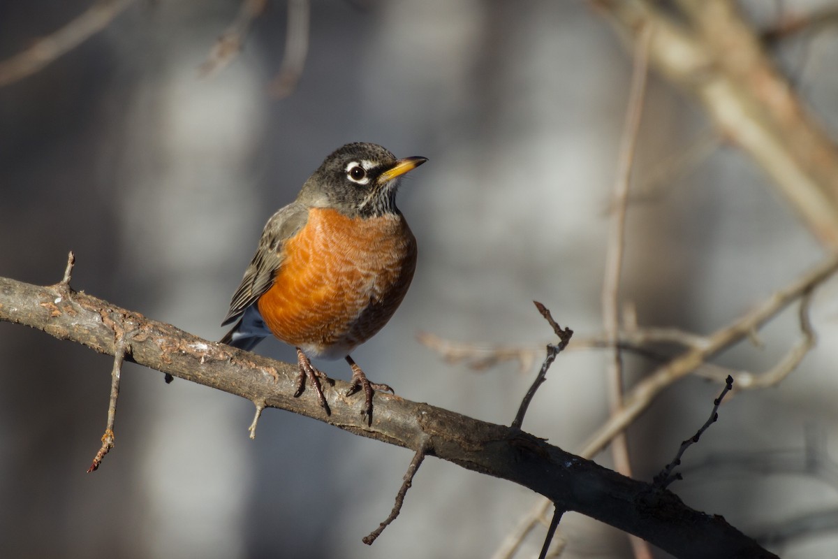 Göçmen Ardıç - ML650472901