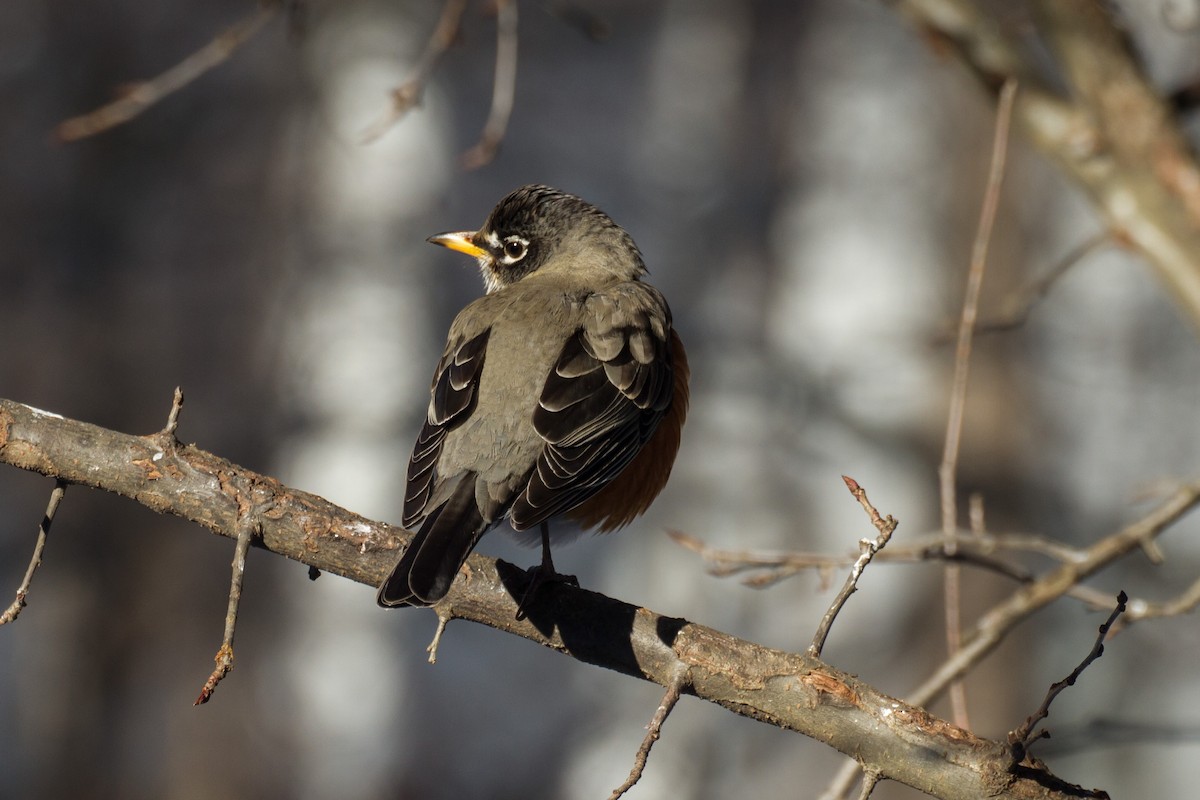 Göçmen Ardıç - ML650472908