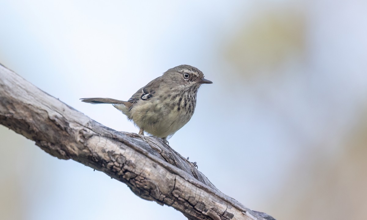 Spotted Scrubwren - ML650472913