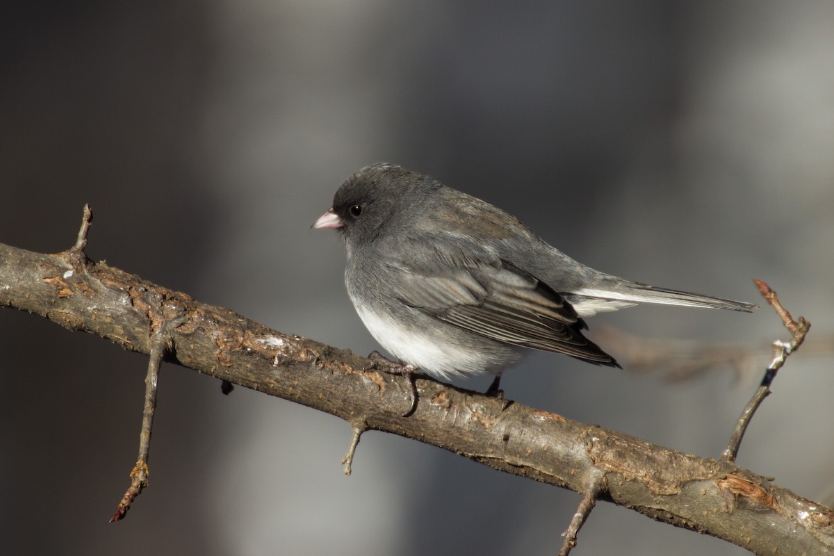 Kara Gözlü Junko - ML650472919