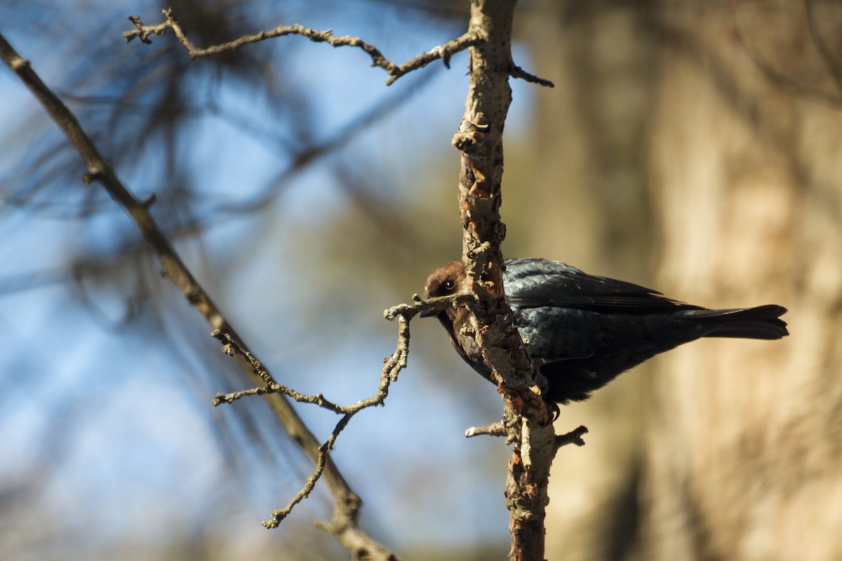 Boz Başlı İnekkuşu - ML650472940