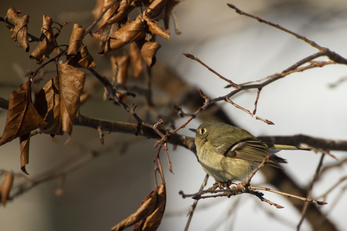 Gözlüklü Çalıkuşu - ML650472945