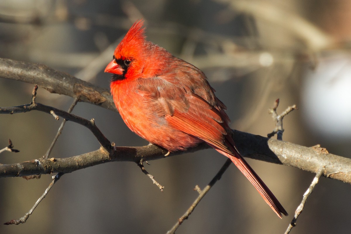 Kırmızı Kardinal - ML650472965