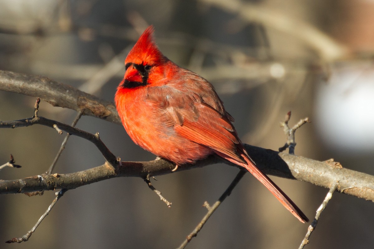 Kırmızı Kardinal - ML650472966