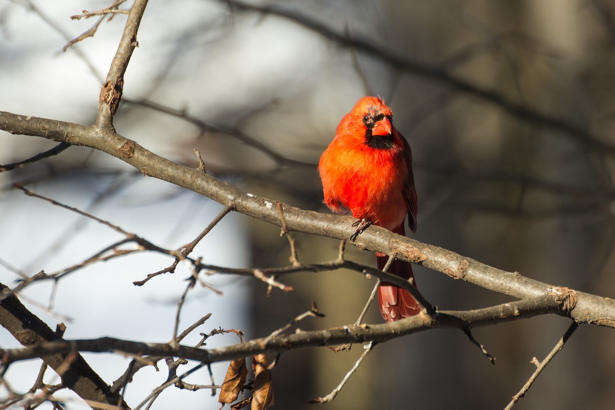 Kırmızı Kardinal - ML650472973