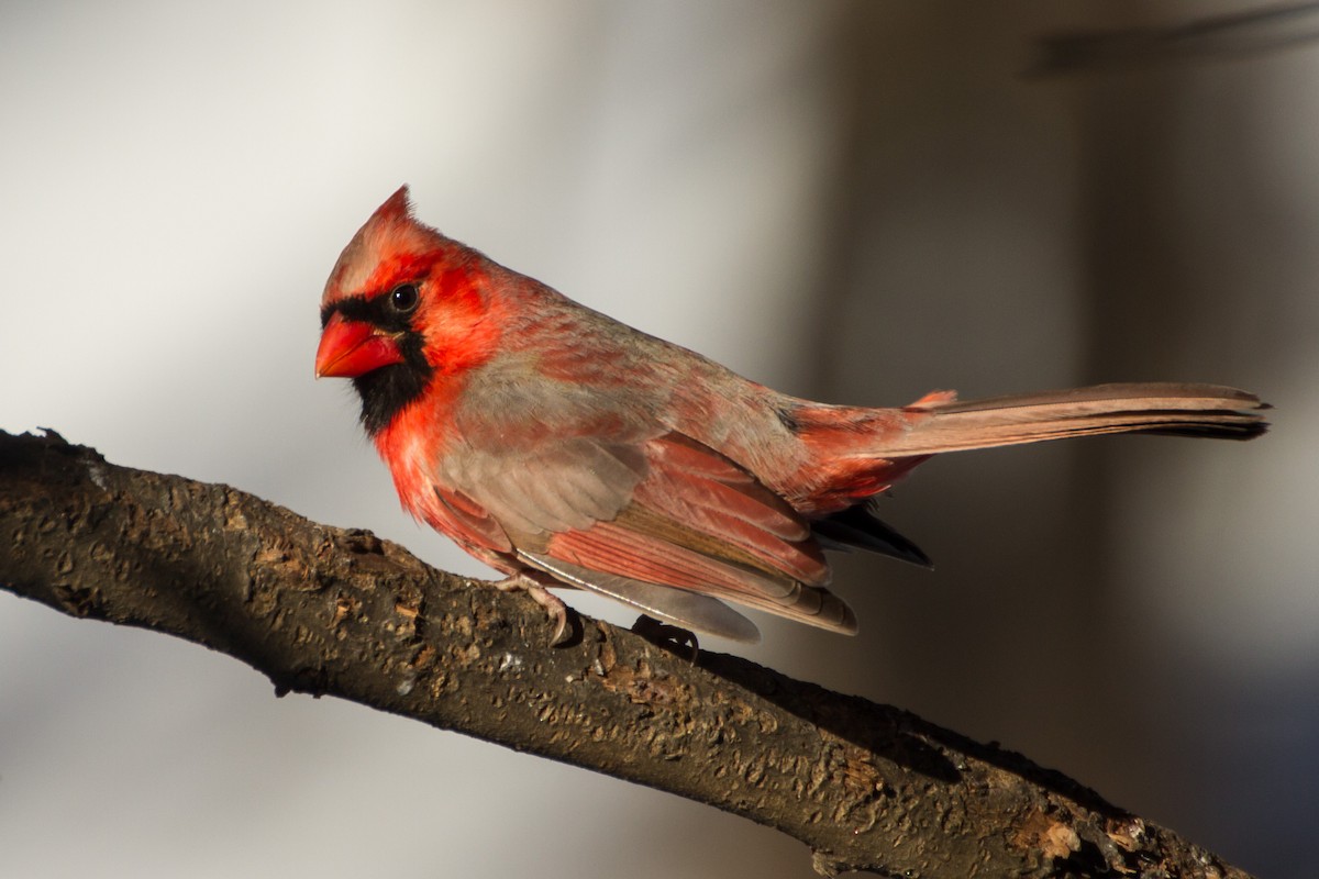 Kırmızı Kardinal - ML650472993