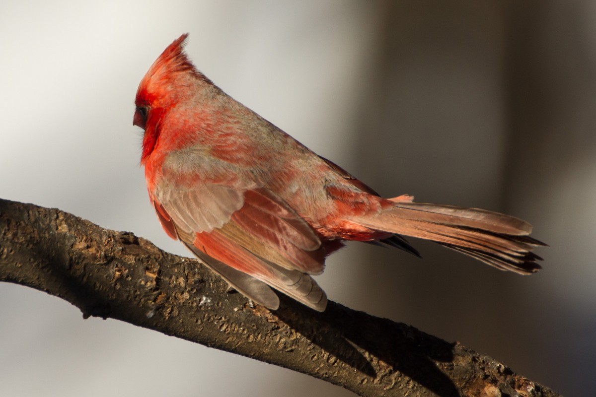 Kırmızı Kardinal - ML650472994