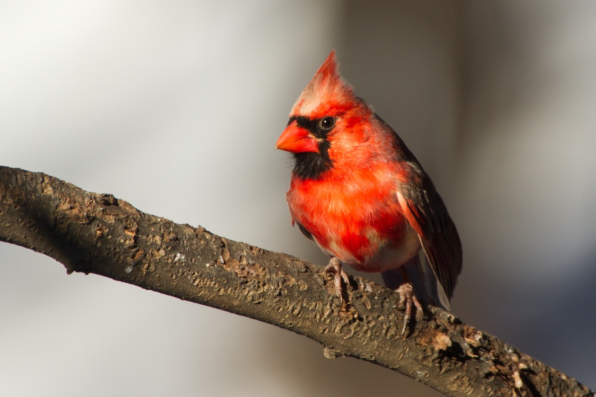 Kırmızı Kardinal - ML650472995