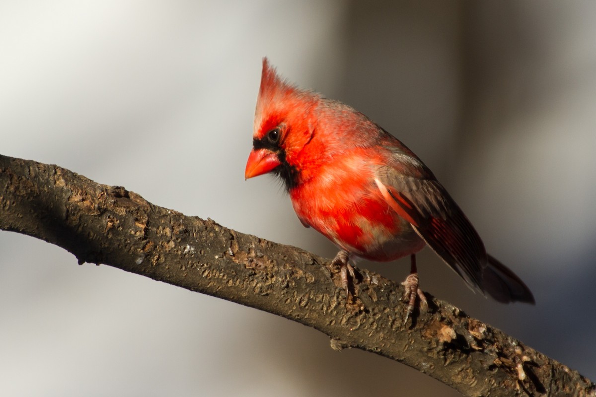 Kırmızı Kardinal - ML650472996