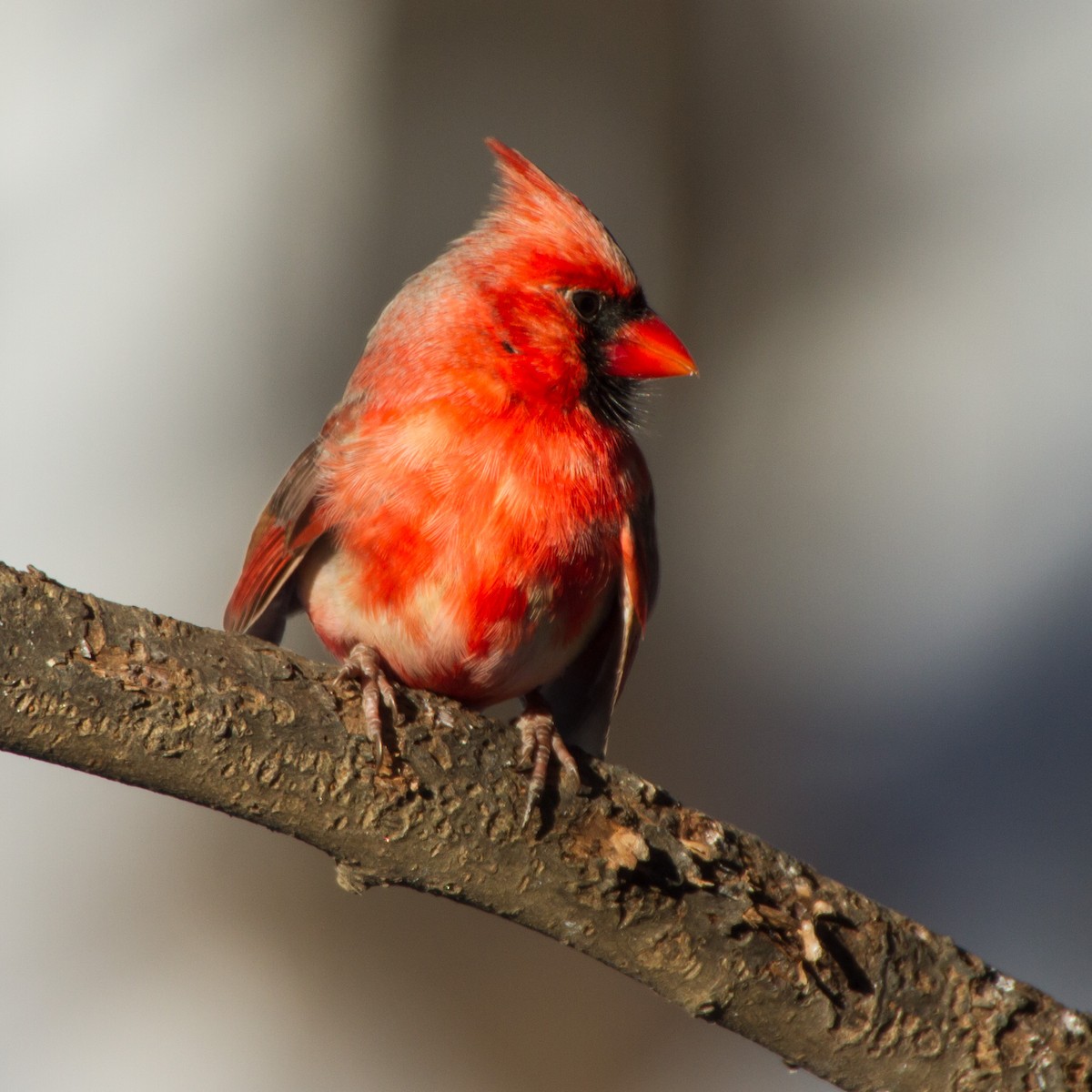 Kırmızı Kardinal - ML650472997