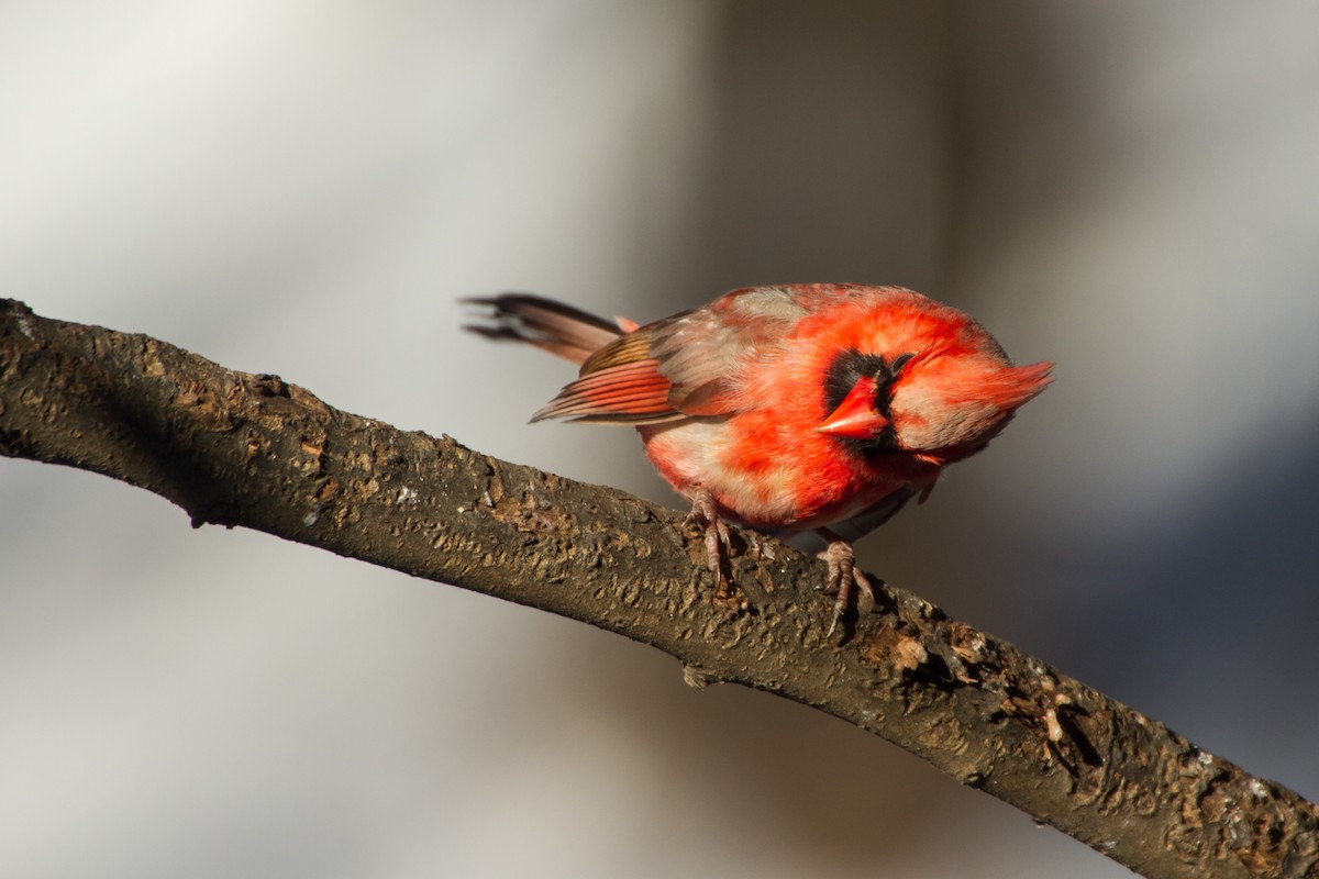 Kırmızı Kardinal - ML650472998