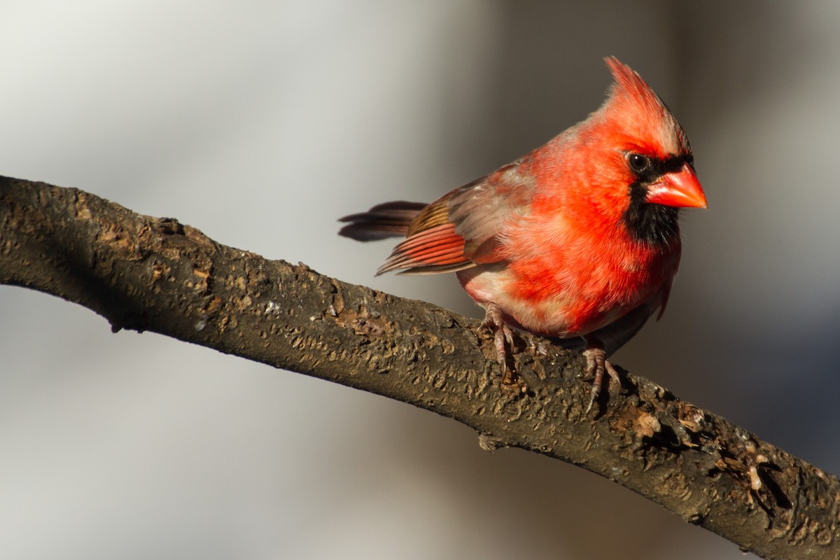 Kırmızı Kardinal - ML650472999