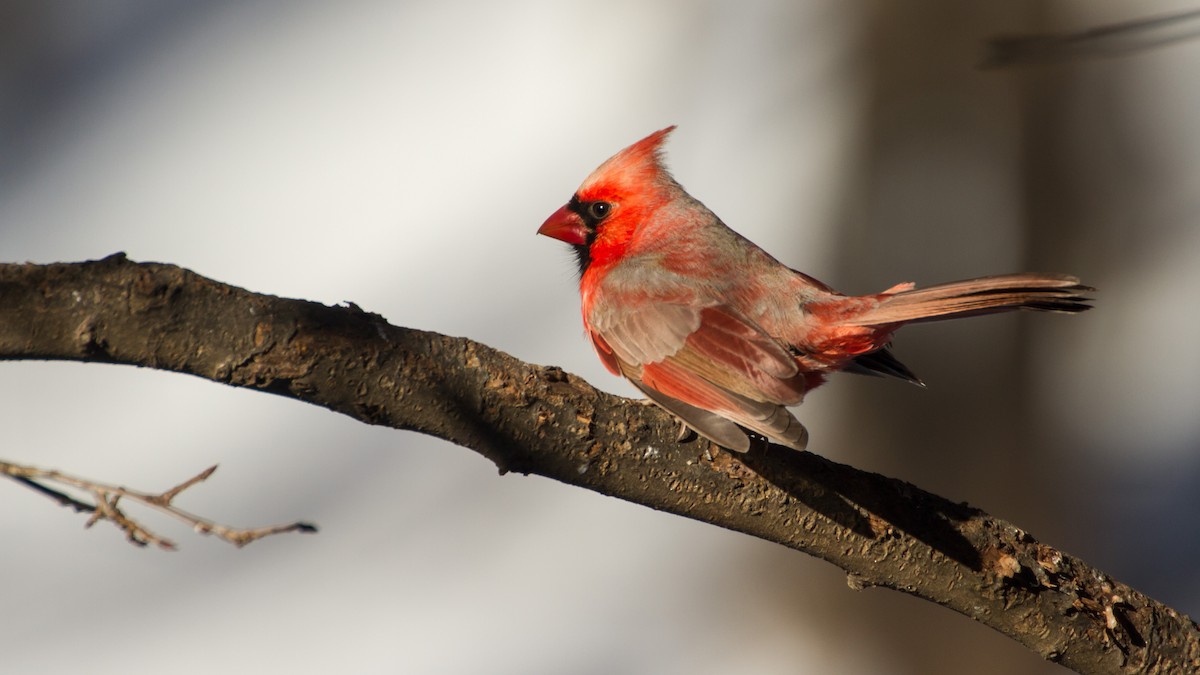 Kırmızı Kardinal - ML650473000