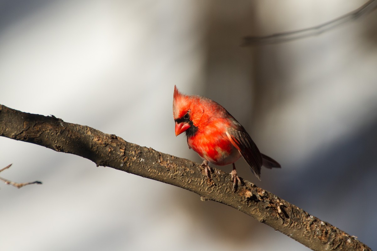 Kırmızı Kardinal - ML650473001