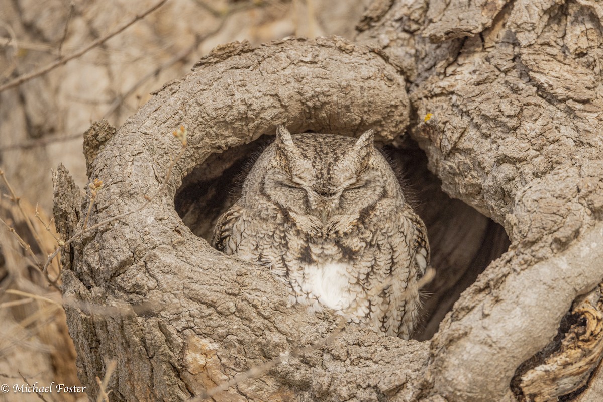 ヒガシアメリカオオコノハズク - ML650473233