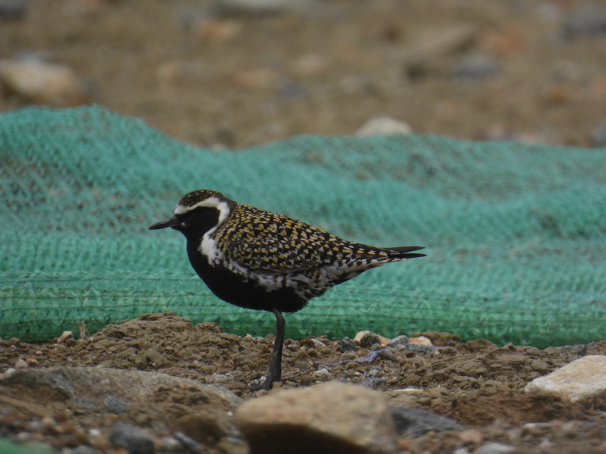 ムナグロ - ML650473274