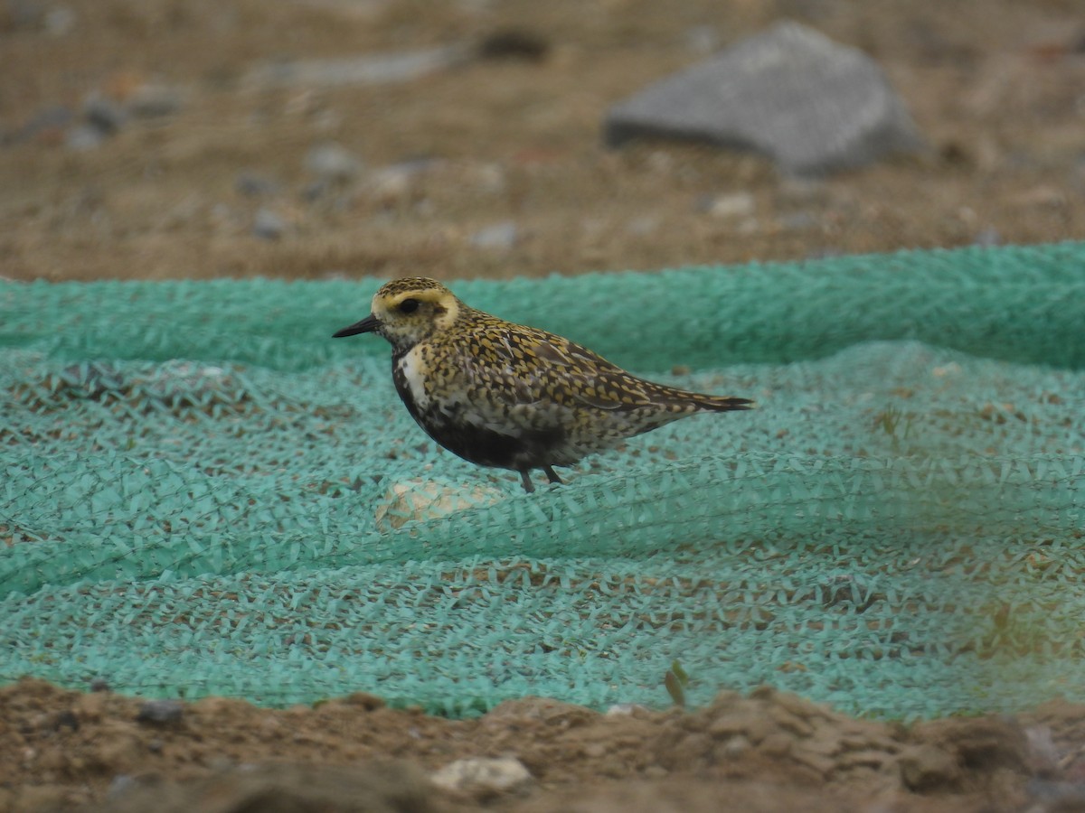 ムナグロ - ML650473275