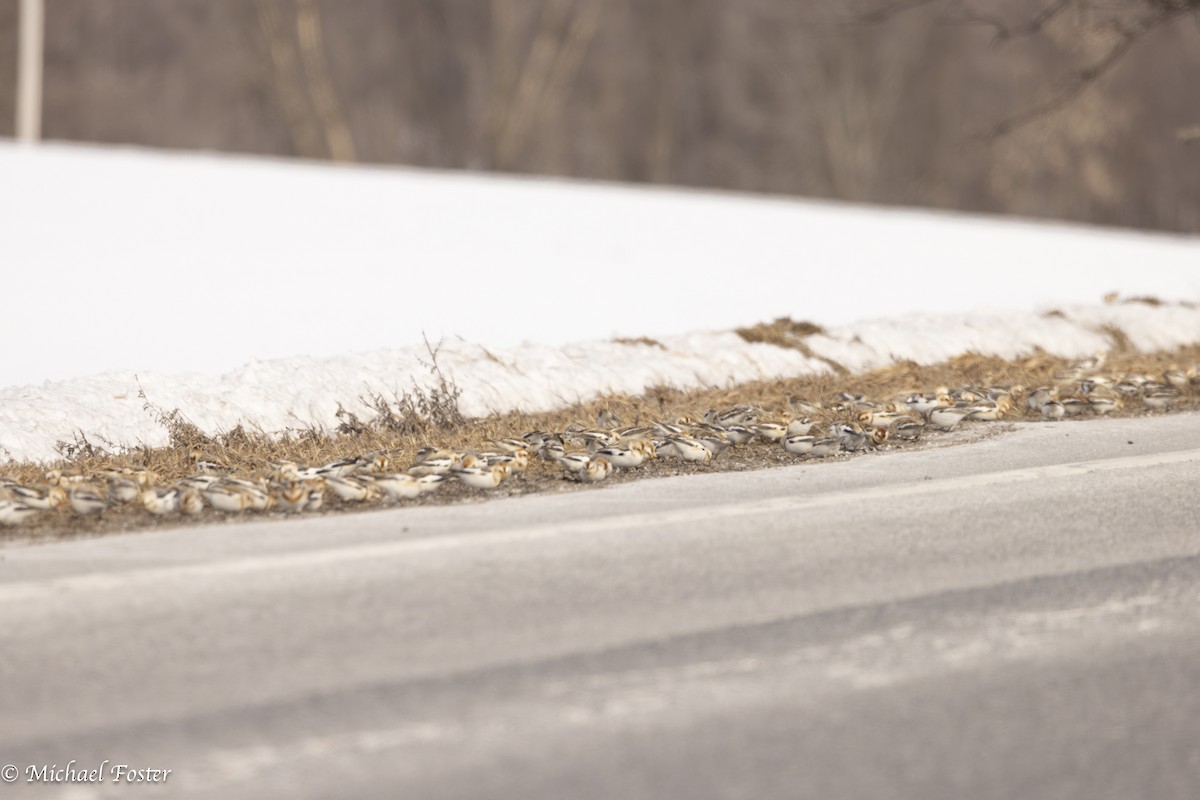 ユキホオジロ - ML650473295