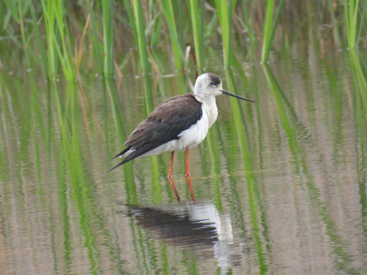 セイタカシギ - ML650473305