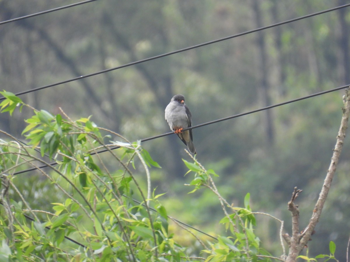 アカアシチョウゲンボウ - ML650473347